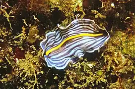 Prostheceraeus giesbrechtii, un planaire (embranchement des Plathelminthes ou « vers plats » : ces animaux ne sont donc pas des mollusques et ne devraient pas être appelés « limaces »).