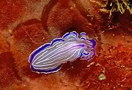 Prostheceraeus giesbrechtii