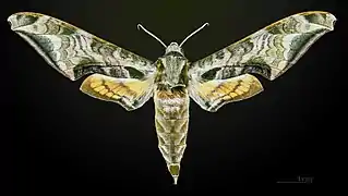 Face dorsale du mâle MHNT