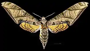 Protambulyx eurycles ♀  (coll.MHNT)