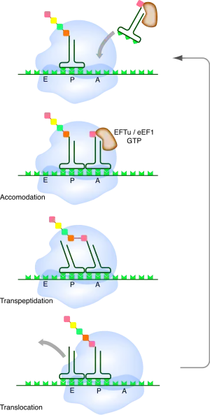 Cycle de l'élongation de la traduction par le ribosome