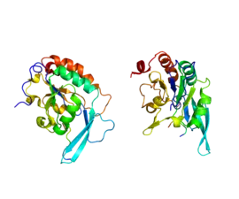 Image illustrative de l’article POLR2A