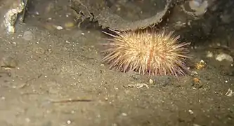 Psammechinus miliaris