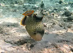 Pseudobalistes flavimarginatus