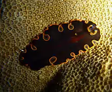 Pseudobiceros gloriosus