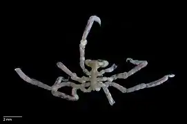 Pseudopallene reflexa.