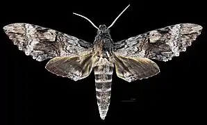 Avers du mâle(coll.MHNT)