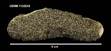 Pseudostichopus peripatus (Pseudostichopodidae).