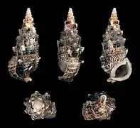 Pseudovertagus aluco