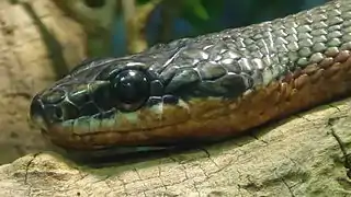 Ménagerie du jardin des plantes - Paris/France