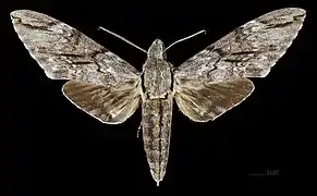 Avers du mâle  (coll.MHNT)