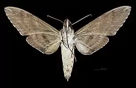 Revers du mâle (coll.MHNT)