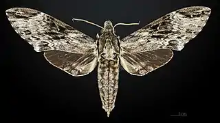 Face dorsale du mâle MHNT