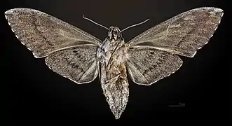 Revers de la femelle MHNT