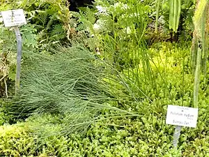 Psilotum nudum cultivé au jardin botanique de München-Nymphenburg (Munich, Allemagne).