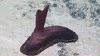 Psychropotes sp. observée dans les abysses au large d'Hawaï.