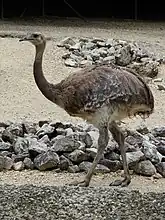 Nandou de Darwin (Rhea pennata)
