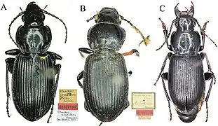 A : Pterostichus acutidensB : Pterostichus melanodesC : Pterostichus rasilis.