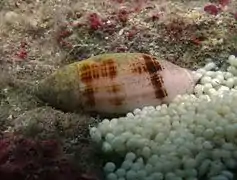Pterygia nucea, avec sa ponte (rare)