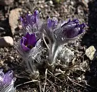 Pulsatilla halleri ssp. rhodopaea