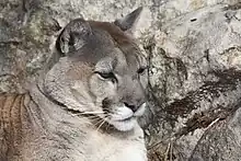 Tête de Puma (Puma concolor)