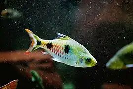 Dawkinsia rubrotinctus.