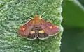 Pyrausta aurata  (Scopoli, 1763)