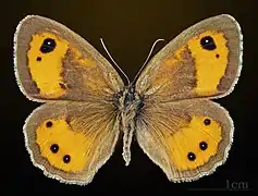 Ocellé rubané ♂ MHNT