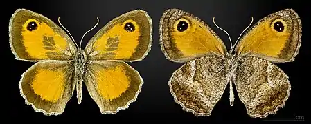 Pyronia cecilia