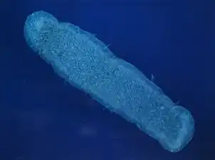 Pyrosoma atlanticum, un tunicier thaliacé.