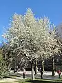 Pyrus caucasica (Jardin des Plantes, Paris