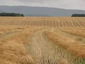 Image illustrative de l’article Côte-du-Sud