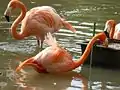 Flamants roses