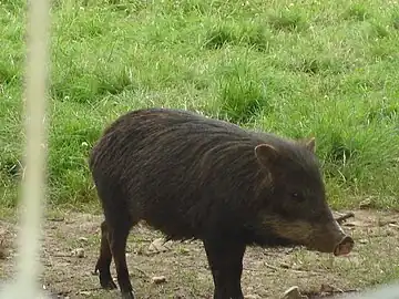 Le pécari en 2008.