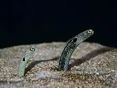 Heteroconger hassi (une « anguille jardinière »)