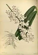 Aerides odoratumThe Orchid Album1885.