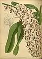 Aerides lawrenceaeThe Orchid Album1887.