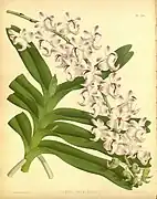 Aerides odoratumThe Orchid Album1888.