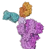 Image illustrative de l’article REGN-COV2