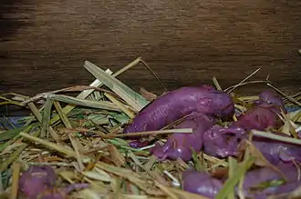 Lapins domestiques âgés d'une heure.