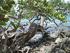 Raisinier bord de mer à Anse Figuier