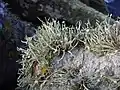Ramalinaceae :Ramalina siliquosa