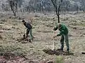 Travaux de reboisement par les APFM pour fixer le sol après incendie en Forêt Domaniale de la colle du Rouet, 2005.