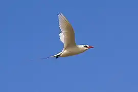 Phaéton à brins rouges