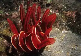 Himerometra robustipinna