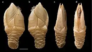 Regioscalpellum moluccanum