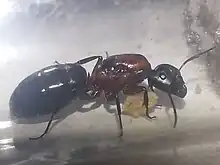 Reine Camponotus novaeboracensis