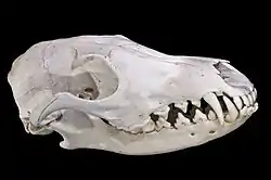 Renard  Mammifère carnivore