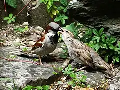 Moineau domestique mâle nourrissant un juvénile.