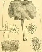 Crateromorpha tumida